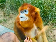 -西安秦岭野生动物园