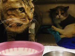 -创凡宠物医院·骨专科  猫科中心(西乡分院)
