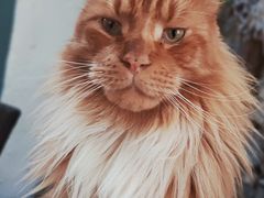 -喵屿·大理花园猫咖