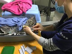 -谐和益家动物医院·免疫绝育·血液透析·宠保定点医院(高新伊藤分院)