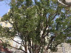 -徐家汇源景区-衡山公园