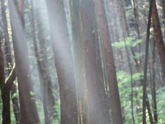 -武陵山森林公园