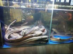 -本炙炭烤·蒲烧活鳗料理店(金沙洲店)