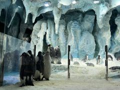 -帝企鹅自助餐厅•儿童岛•真企鹅(长隆企鹅酒店)