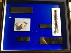 -上海昆虫博物馆