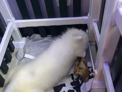 -翊宠yipet猫狗购宠庄园犬舍•猫舍