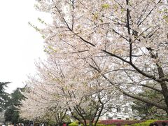 -武汉大学-樱园