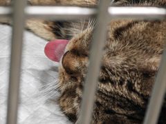 -艾吉宠物医院·疑难杂症转诊中心·猫友好(碧江路院)