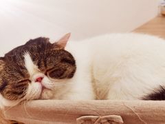 -瞄一喵猫咖(格力海岸店)