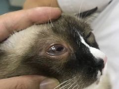 -动物缘宠物医院·骨科·猫科(西二环店)