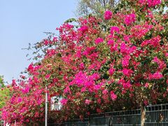 -东莞植物园