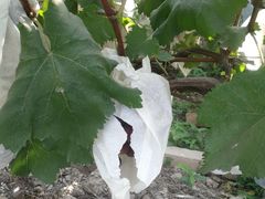 -马陆小张葡萄园农家乐