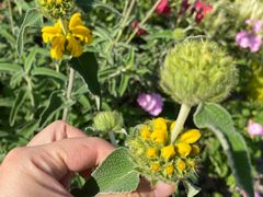 -上海植物园-4号门售票处