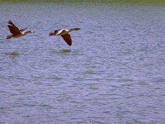 -北京麋鹿生态实验中心