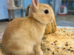 -喵宠乐园·撸猫互动·猫舍