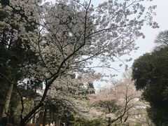 -武汉大学-樱园