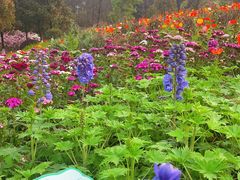 -铁山坪森林公园