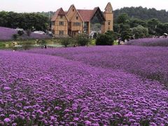 -大塘金香草谷