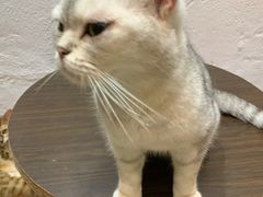 -猫色咖啡·猫咖