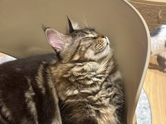 -米乐乖乖猫咪咖啡馆·猫咖(深圳湾后海汇店)