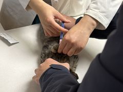 -艾贝尔宠物医院 ·中兽医·宠保定点(北门桥店)