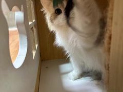 -十月米努特矮脚猫舍