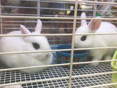 -宠物兔专门店(天丰利市场店)