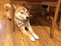 -柴务处·柴犬主题狗咖