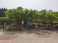 -嘉定紫藤园