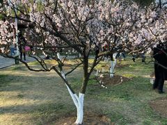 -南京古林公园