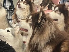 -Let's go狗咖·猫咖·奶狗·桌游(春熙路IFS店)