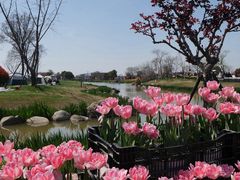 -荷兰花海