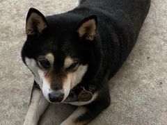 -柴犬高等学院·狗咖·柴犬售卖·宠物训练