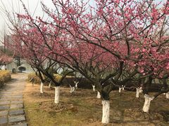 -白塘生态植物园