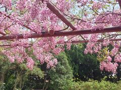 -嘉定紫藤园