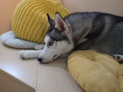 -Husky Go! 哈士奇体验馆·宠物咖啡厅狗咖