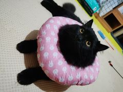 -瑞派康怡24h宠物医院·犬猫医疗中心·微创绝育(瑞景分院)