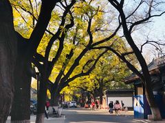 -北京国子监胡同