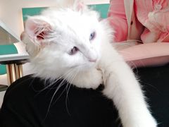 -飞行喵MR PILOT|猫舍·猫咖(静安大融城店)