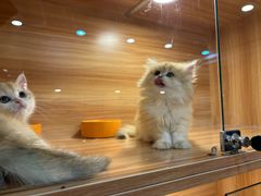 -猫十亿·布偶金渐层·曼基康矮脚猫舍(青年路店)
