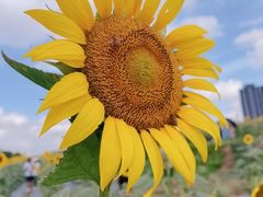 -光明小镇欢乐田园