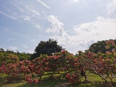 -中国科学院西双版纳热带植物园