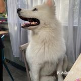 中山首家独栋宠物俱乐部来啦[加油]