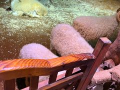 -正佳雨林生态植物园
