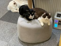 -米宠家·撸猫猫咖小萌宠·猫咪洗澡·猫咪寄养(高新大都荟店)