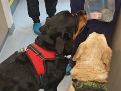 -宠物星动物医院·眼科·异宠·猫科(江南大道总院)