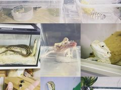 -中环花鸟鱼虫市场