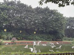 -广州长隆飞鸟乐园