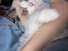 -lincat·猫舍(广州店)