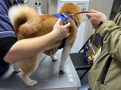 -宠物星动物医院·眼科·异宠·猫科(江南大道总院)